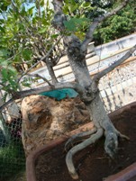 Bonsai Wiring Calliandra Plant