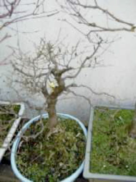 Very old bonsai
