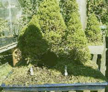 Conifers on a tray