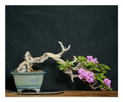 Bougainvillea Bonsai Tree