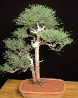 Casurina Bonsai Tree Pune