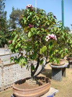 Almonda Bonsai Tree