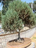 Juniper Bonsai
 Tree