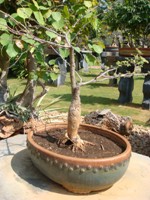 Bonsai Prospis Specigera