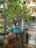 Bonsai Root Over Rock
