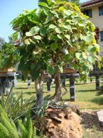 Bonsai Root Over Rock Style