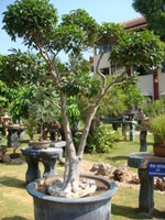 Bonsai Roots
