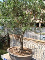 Bonsai Tree Bottle Brush Design