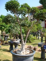 Bonsai Tree Design
