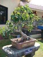 Bonsai Tree Ficus Lacor