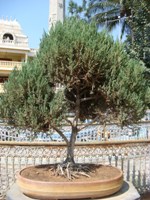 Juniper Bonsai Tree