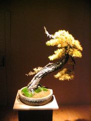 types of bonsai trees