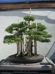 type of bonsai tree