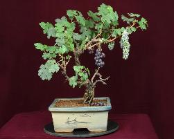 Grape Bonsai Tree Pune