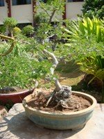 Acacia Catechu Bonsai Tree