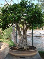 Ficus Bonsai Tree