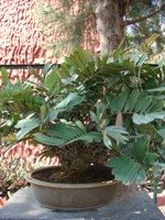 Bonsai Jamiya Cycus
