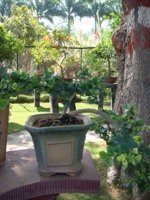 Bonsai Pot