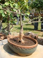 Bonsai Prospis Specigera