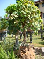Bonsai Root Over Rock Style