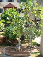 Buteamonosperma Bonsai Tree
