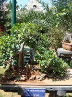 Bonsai Tree Ficus Hawaii