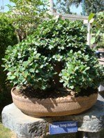 Bonsai Tree Ficus Long Island