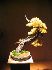 types of bonsai trees types of bonsai trees