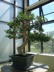 bonsai tree